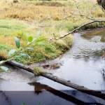 Searching for salmon in Poulsbo’s Fish Park