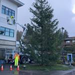 City of Port Orchard Public Works employees begin the process Nov. 27 of adding holiday decorations to the citys Christmas tree in front of City Hall. On Saturday, Dec. 1, the Port Orchard Festival of Chimes and Lights will show off downtown ablaze in lights and decorations, culminating with the ceremonial lighting of the tree. This year, Bay Street merchant Bobbie Stewart will serve as the honorary tree lighter. (Bob Smith | Kitsap Daily News)