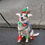 Kinleigh, an 8-year-old blue heeler, is happy that the Christmas holiday is here. (Bob Smith | Kitsap Daily News)