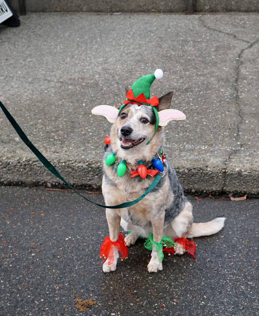 Kinleigh, an 8-year-old blue heeler, is happy that the Christmas holiday is here. (Bob Smith | Kitsap Daily News)