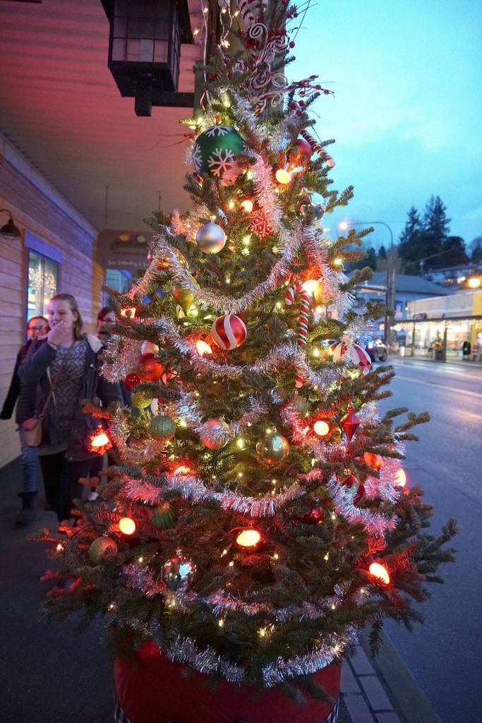 Decorated living Christmas trees are colorfully lit for the holidays along Bay Street. (Bob Smith | Kitsap Daily News)