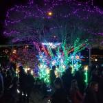 Kingston Cove Christmas lights up the waterfront