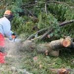Rebecca Chitwood of Federal Way, a Starbucks employee who is part of the Team Rubicon effort to clear tornado tree debris, cuts up sections of fallen trees. (Bob Smith | Kitsap Daily News)