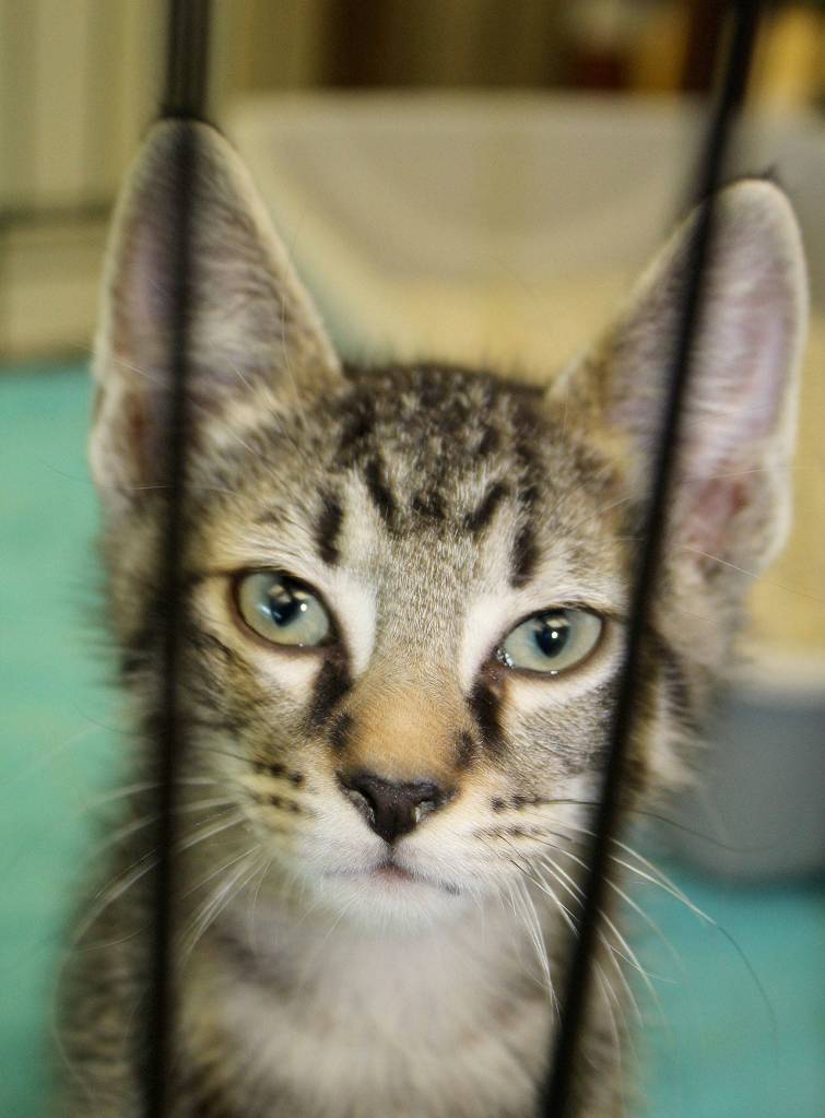 <strong>Kitty Hall (Aug. 24, 2018)</strong>                                A dour, mysterious gray and black-striped kitten played hard-to-get during Kitty Hall, a Kitsap Humane Society adoption event for kittens that drew curious City Hall employees and even a visit by the mayor.
