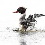 Port Orchard photographer Carrie Griffis captures a common merganser duck, or goosander, making a splash landing Jan. 11. (Carrie Griffis photo)