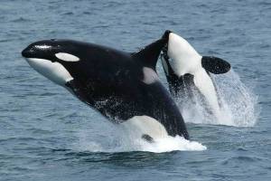 Orca task force proposes measures to save southern resident killer whales