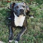 Even though two-year-old Maggie is a beloved pet, she is subjected to breed-based discrimination in municipalities that ban pit bulls. Proposed legislation would make allowances for well-behaved canines regardless of pedigree. Photo by Tessa Kriechbaumer