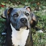 Profiled pooch owners may be able to appeal breed-based bans in cities