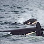 Puget Sounds southern resident orcas who use echolocation to find food would be protected by a new speed limit for vessels approaching the endangered species. (Photo by Ken Rea, SpiritofOrca.com)