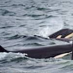 Lawmakers propose new restrictions to benefit southern resident orcas