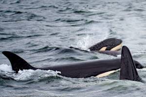 Lawmakers propose new restrictions to benefit southern resident orcas