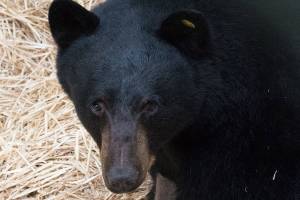 Black bear recovering after getting hit by car near Poulsbo