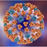 This is an image of the structure of influenza type A, of which five who died in Kitsap County were infected. (News-Medical.Net image)