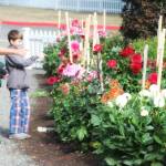 The dahlias and much more are coming to Port Gamble in April