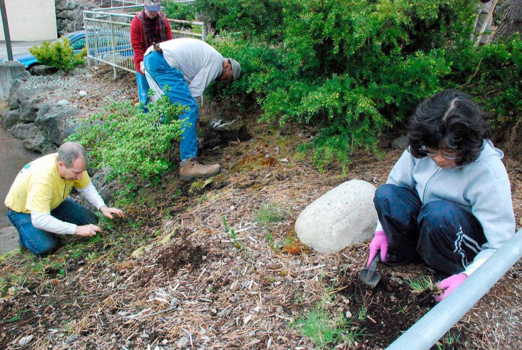 Community volunteers weed planter beds at Port Orchard City Hall in 2017. (Bob Smith | Kitsap Daily News 2017)