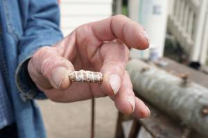 Farmer’s spawn plugs to mushroom into tasty delicacies