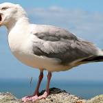 Watch the skies on Saturday!