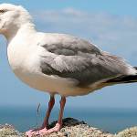 Watch the skies on Saturday!