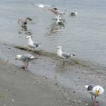 Calling all seagulls!