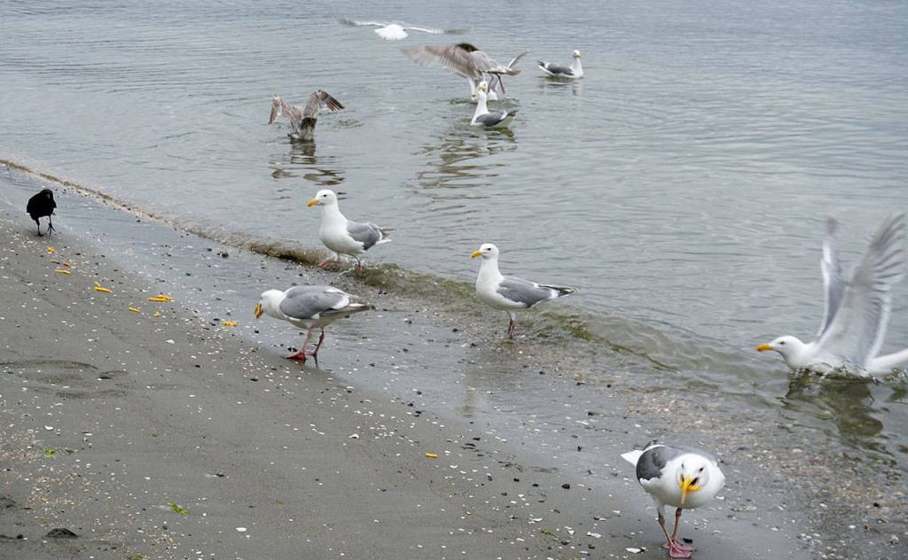 Calling all seagulls!