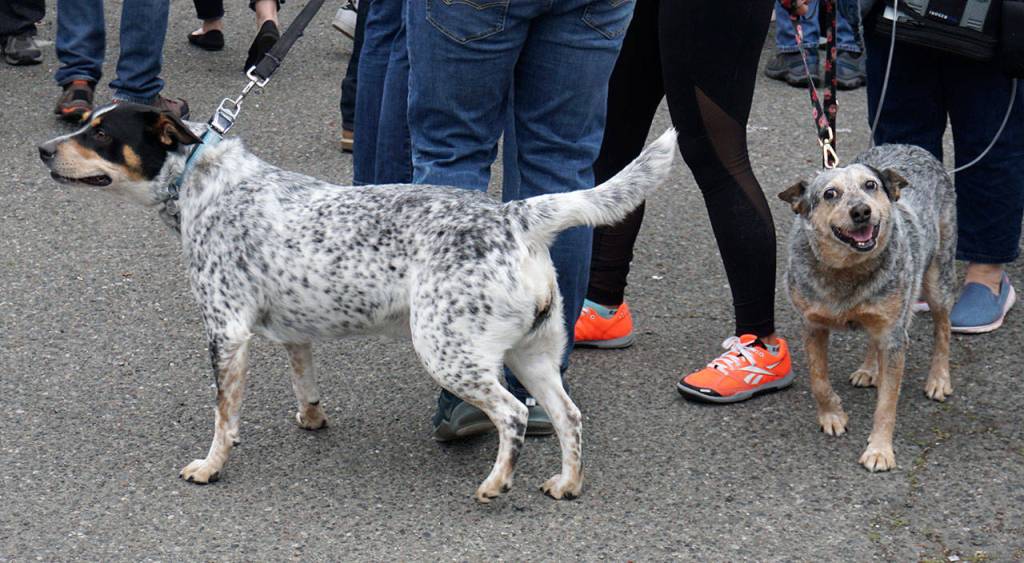 Seagulls arent the only creatures hoping for a piece of wings to drop to the pavement. (Bob Smith | Kitsap Daily News)