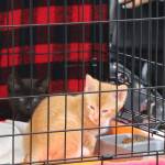 Poulsbo PetsWALK! exceeds goal, raises nearly $60,000