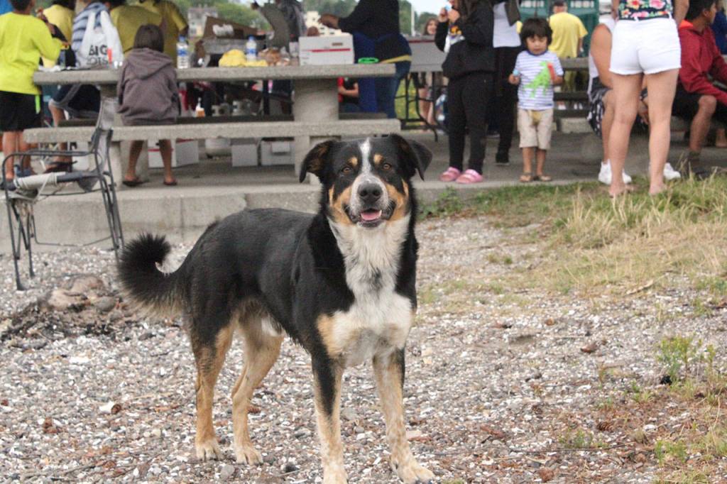 Port Gamble S’Klallam Tribe hosts 2019 Canoe Journey