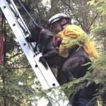 A young Rhodesian Ridgeback dog somehow found itself stranded on a fallen tree at South Kitsap Regional Park with no means of getting down. Thats when a team of technical rescue technicians from South Kitsap Fire and Rescue came to pluck the pooch and return her to safety. (SKFR photo)