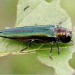 State asks residents to check trees for invasive pests in August