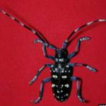 State asks residents to check trees for invasive pests in August