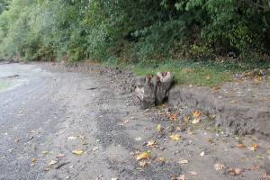 New app shows the softer side of Puget Sound