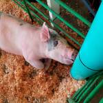 Pigs will be on display at the Kitsap 4-H club exhibit. (Photo courtesy Katrina Bastian)
