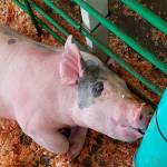 Pigs will be on display at the Kitsap 4-H club exhibit. (Photo courtesy Katrina Bastian)