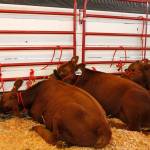 Kitsap County Fair kicks off with plenty of entertainment and exhibits