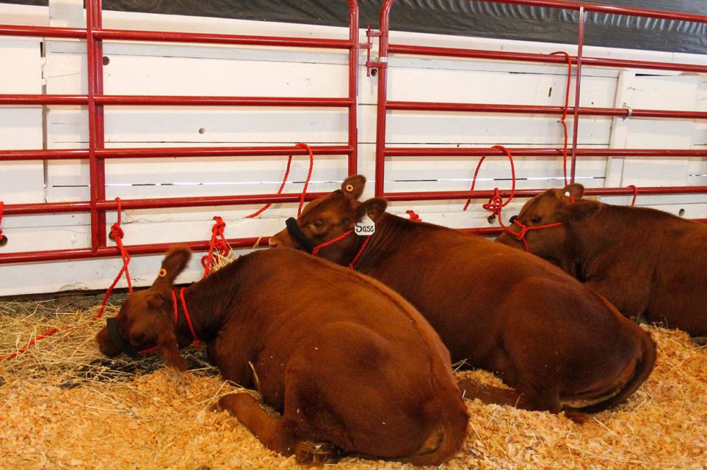 Kitsap County Fair kicks off with plenty of entertainment and exhibits