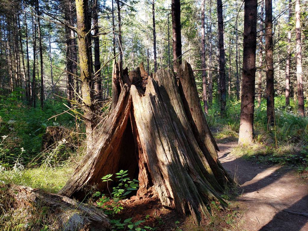 Intermediate hikes in Kitsap County to finish Summer