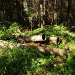 Intermediate hikes in Kitsap County to finish Summer