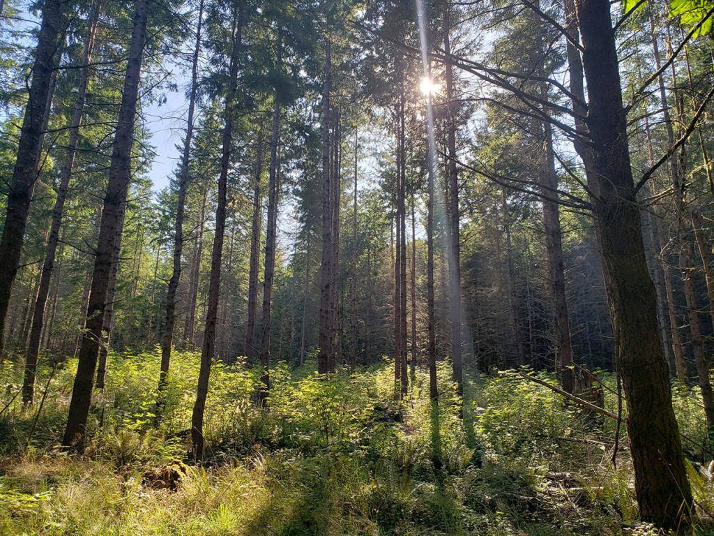 Intermediate hikes in Kitsap County to finish Summer