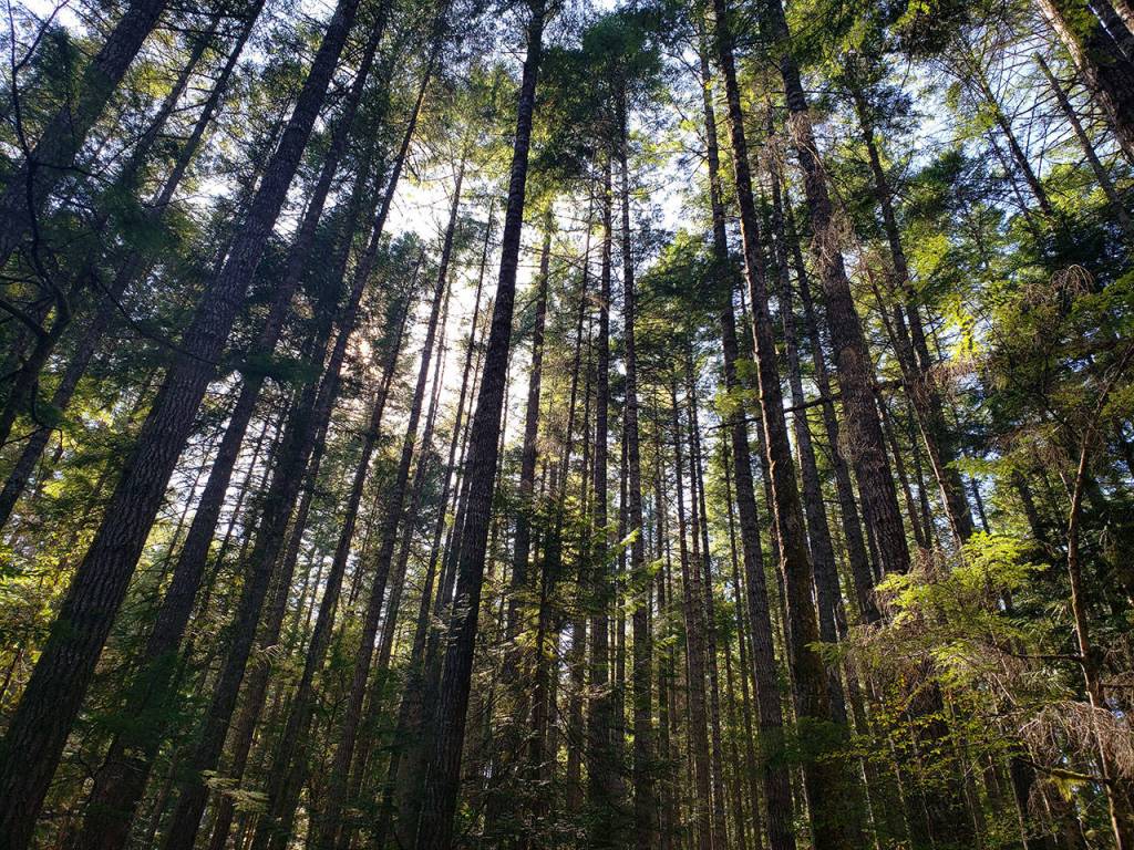 Intermediate hikes in Kitsap County to finish Summer