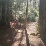 Intermediate hikes in Kitsap County to finish Summer