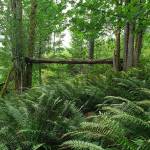 One last trek for the summer: Green Mountain’s Wildcat Trail