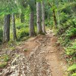 One last trek for the summer: Green Mountain’s Wildcat Trail
