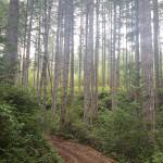 One last trek for the summer: Green Mountain’s Wildcat Trail