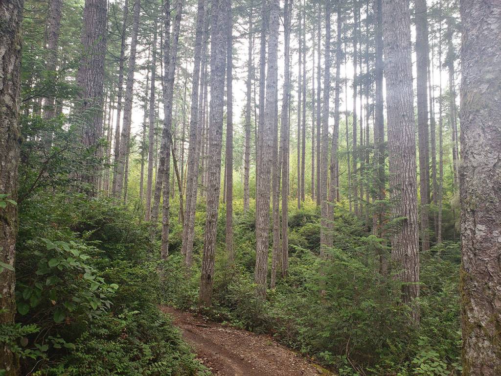 One last trek for the summer: Green Mountain’s Wildcat Trail