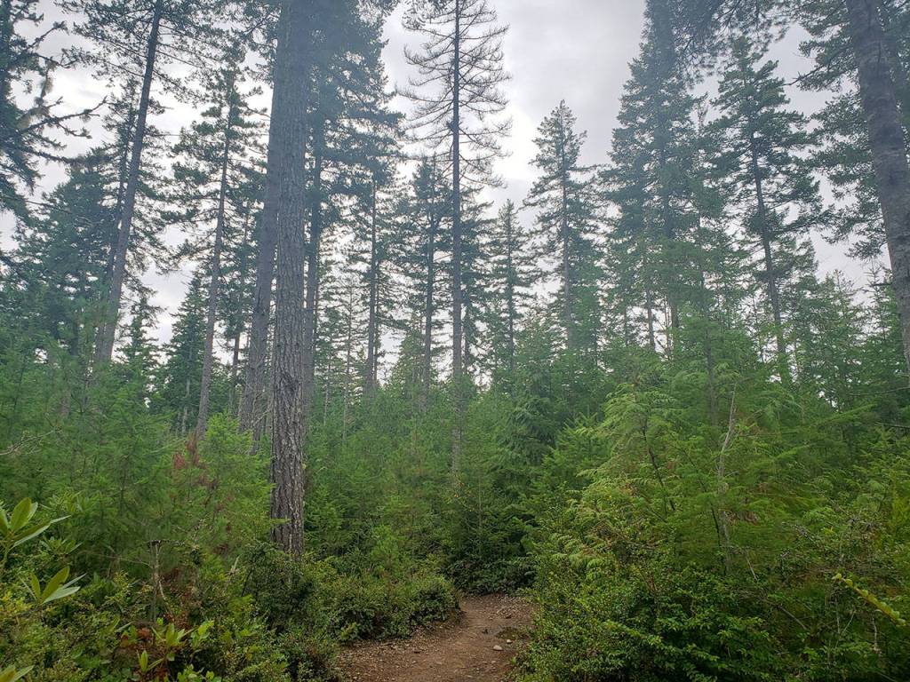 One last trek for the summer: Green Mountain’s Wildcat Trail