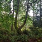 One last trek for the summer: Green Mountain’s Wildcat Trail