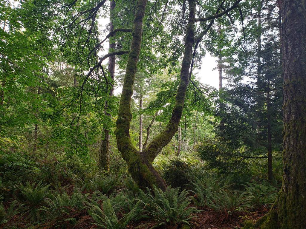 One last trek for the summer: Green Mountain’s Wildcat Trail