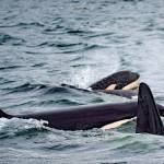 Kilmer’s Save Our Sound Act passes House committee