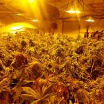 A marijuana grow operation was discovered inside a house on Saddle Club Road Southeast in South Kitsap. (Kitsap County Sheriffs Office photo)