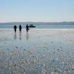 Residents interested in learning more about the local ecosystem can visit the 2019 West Sound Ecosystem Fair on Saturday, Oct. 12, at South Kitsap High School. (West Sound Watersheds Council photo)